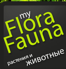 myflorafauna.ru =    =   